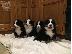 PoulaTo: Kc Reg Boston Terrier Pups προς πώληση